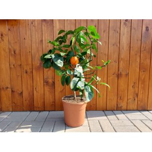 Pomarančovník (Citrofortunella sinensis) ´ARCOBAL´ - výška 60-80 cm, kont. C7,5L - na kmienku